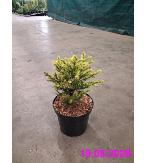 Cryptomeria jap. 'Vilmorinian Gold' C 2 L